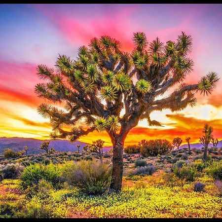 Desert Dreamer Yucca Valley Dış mekan fotoğraf