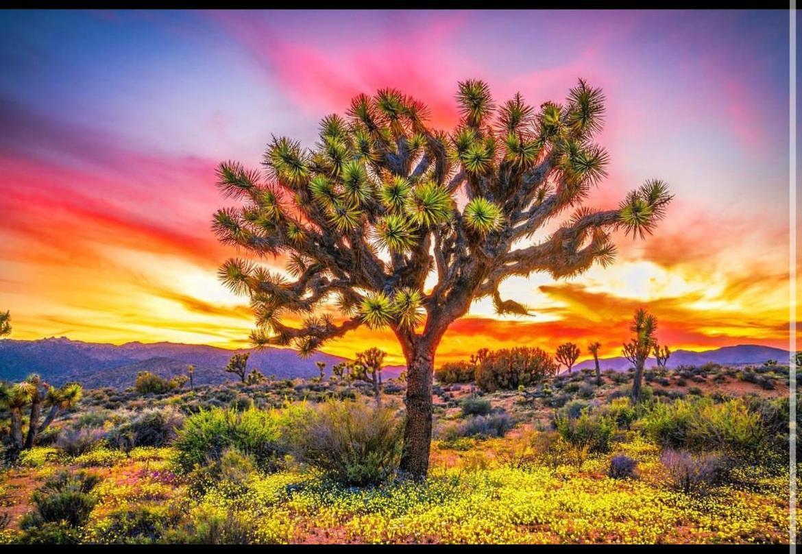 Desert Dreamer Yucca Valley Dış mekan fotoğraf